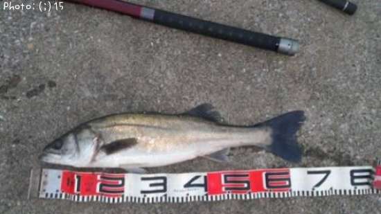 �����Ф�