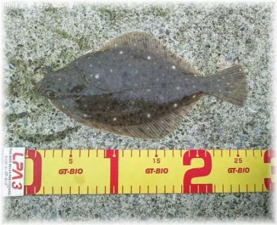 �������쥤