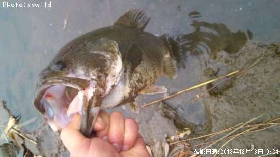 �֥�å��Х�