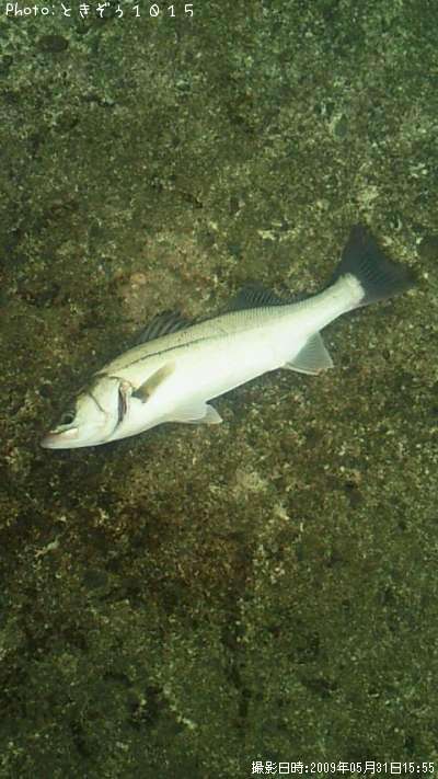 �����Х�