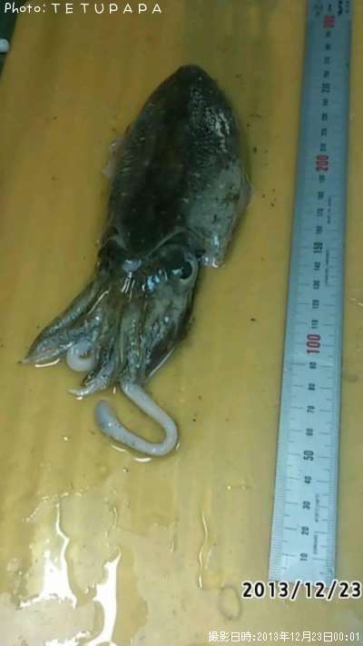 ���ߥ���