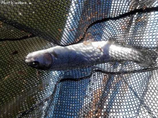 �쥤��ܡ��ȥ饦��