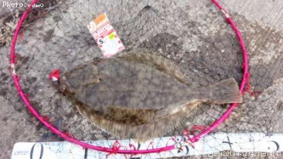 �������쥤