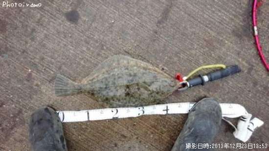 �������쥤