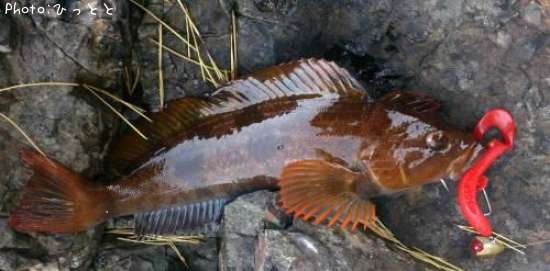 �����ʥ�