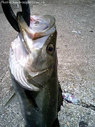 �����Х�