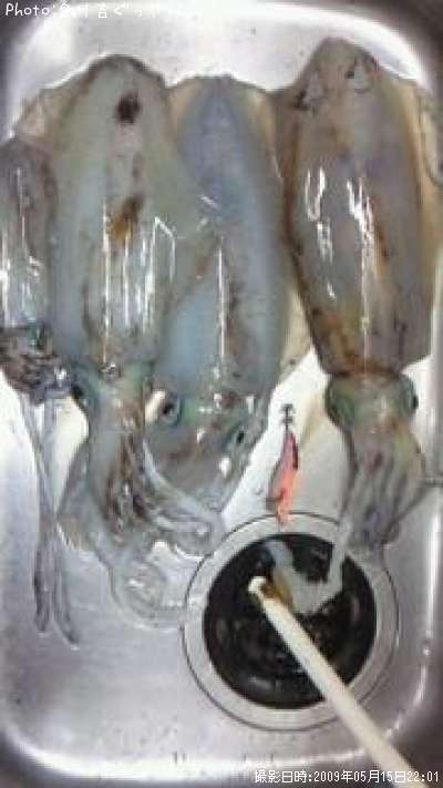 �����ꥤ��