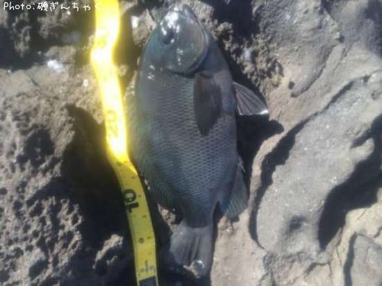 �����᥸��