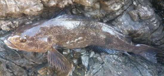 �����ʥ�