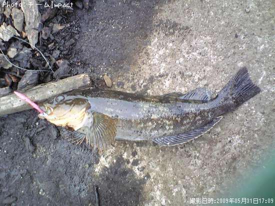 �����ʥ�