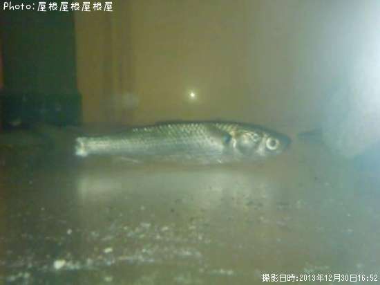 �ܥ�����