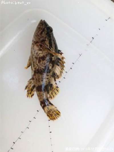 �����Υ���Х�