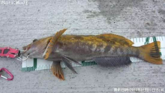 �����ʥ�