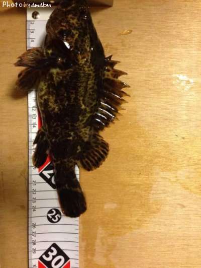 �����Υ���Х�