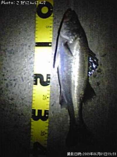 �����Х�