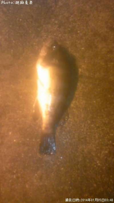 ��Х�