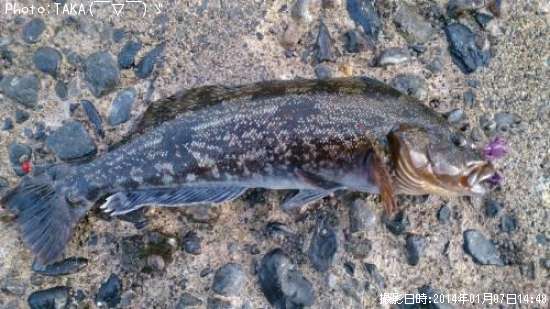 �����ʥ�