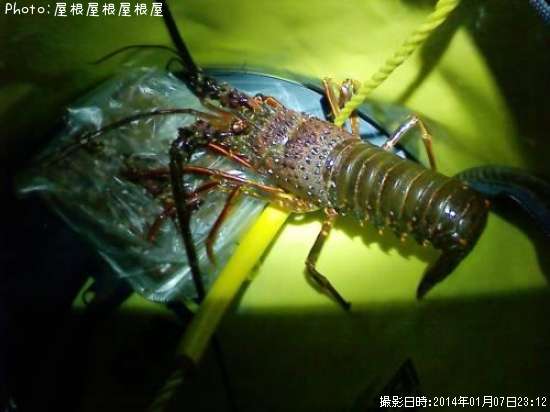 ������Ϸ�����