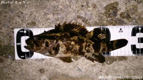 �����Υ���Х�