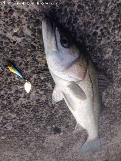 �����Х�