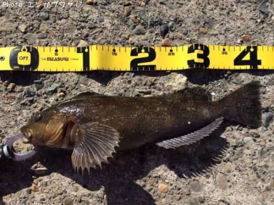 �����ʥ�