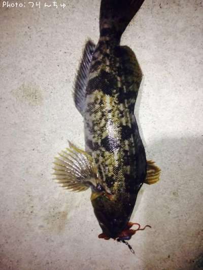 �����ʥ�