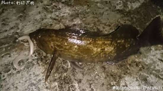 �����ʥ�