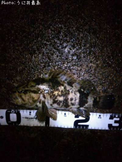 �٥å�������