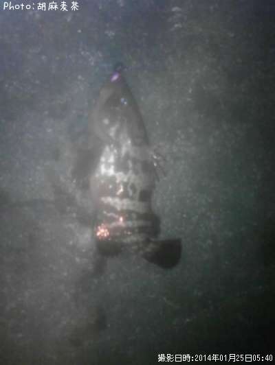 �����ϥ�