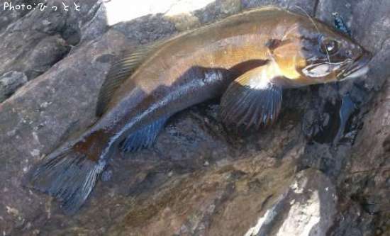 �����ʥ�