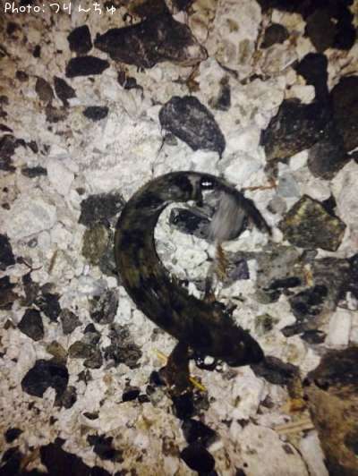 �����ʥ�