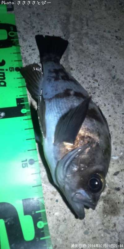 ���ꥢ��Х�