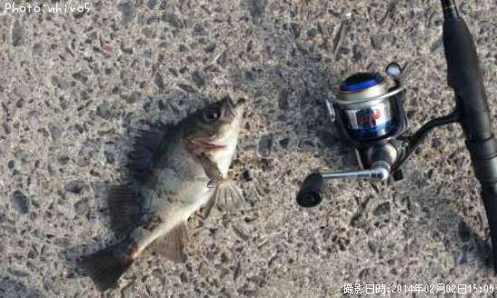 ������Х�