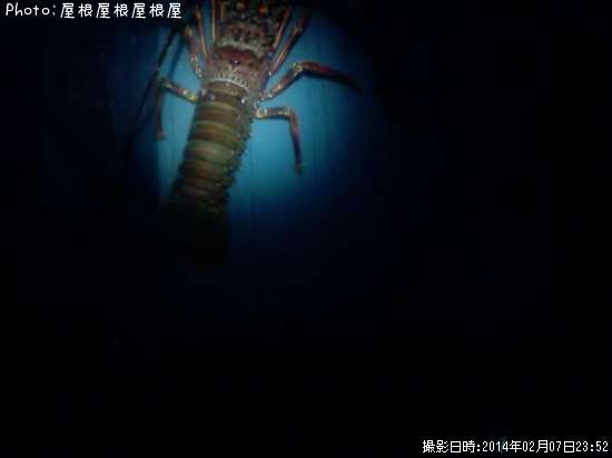 ������Ϸ