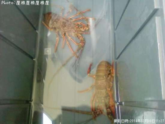 ������Ϸ