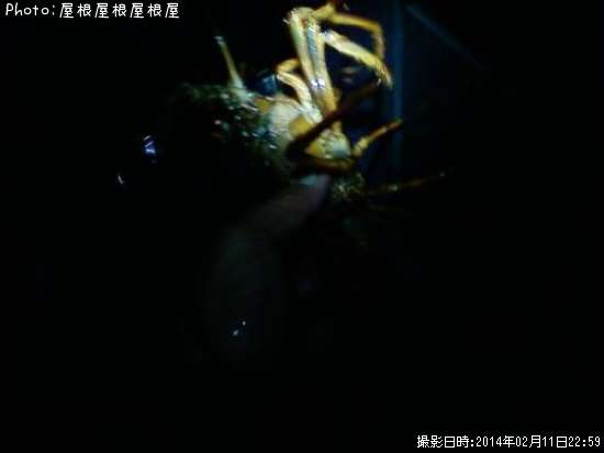 ������Ϸ