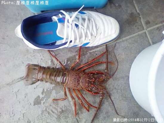 ������Ϸ