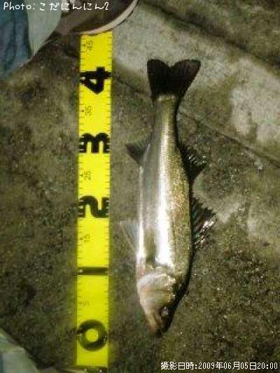 �����Х�