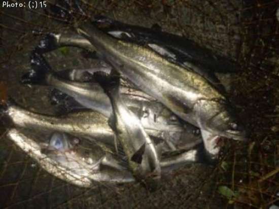 �����Ф�