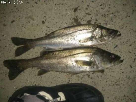 �����Ф�