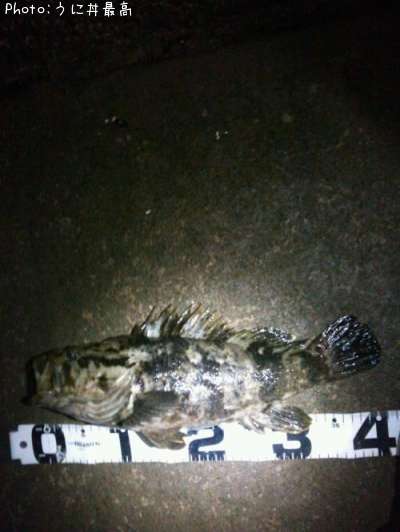 �٥å�������