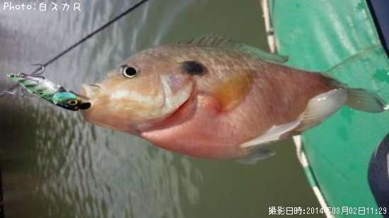 �֥롼����