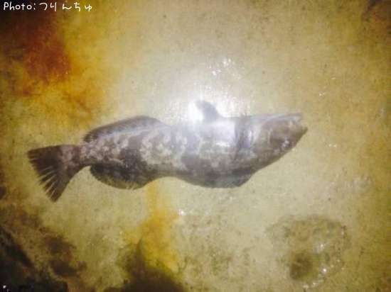 �����ʥ�