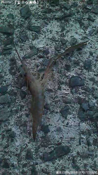 �ƥʥ�����