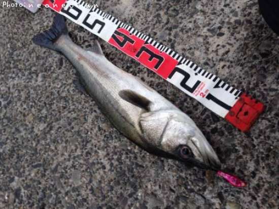 �����Х�