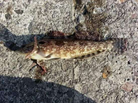 �����ʥ�