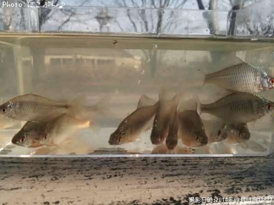 �����ꥯ�Х饿�ʥ�