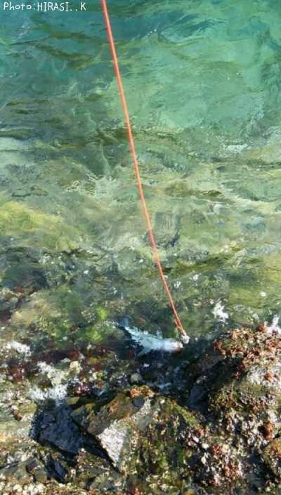 �ҥ饹����