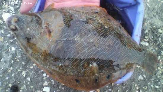 �ۥ����쥤