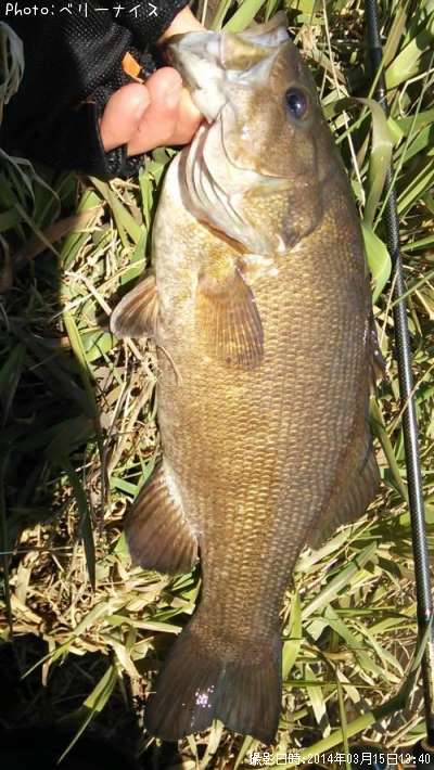 ���⡼��ޥ����Х�